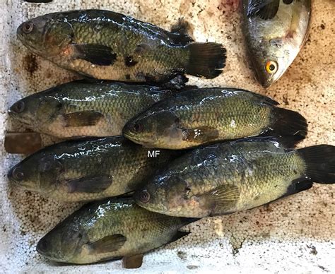 martaniko fish|LIWALÓ (Tagalog).